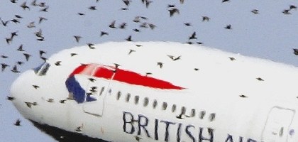Aviação regista cada vez mais incidentes com pássaros