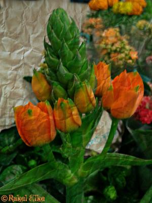 Mini tulipanes