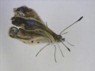 sin fechar facilitada hoy, martes 14 de agosto de 2012 por Joji Otaki, profesor de biología de la Universidad de Ryukyus, que muestra un ejemplar macho adulto mutado de la mariposa Zizeeria maha. EFE